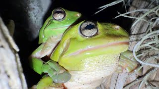 Female Green Tree Frog Finds A Male Frog Croaking Loudly