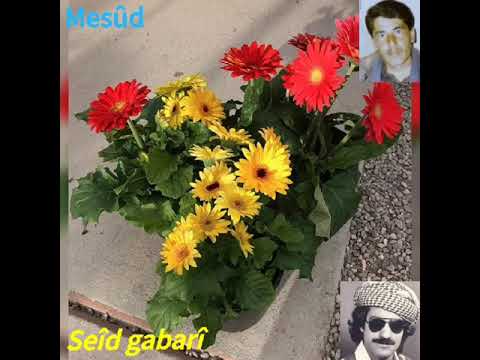 Seîd Gabarî Hey çîçek 