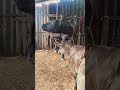 cow Moo sounds after giving birth to a cute 🥰 baby cow ♥️🥰👍 beautiful