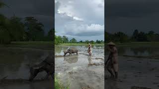 Magsasaka — tahimik na bayani ng bawat hapag.”