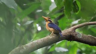 Rufous-collared Kingfisher Sounds 🐦🌿 | Natural Bird Calls in the Wild screenshot 1