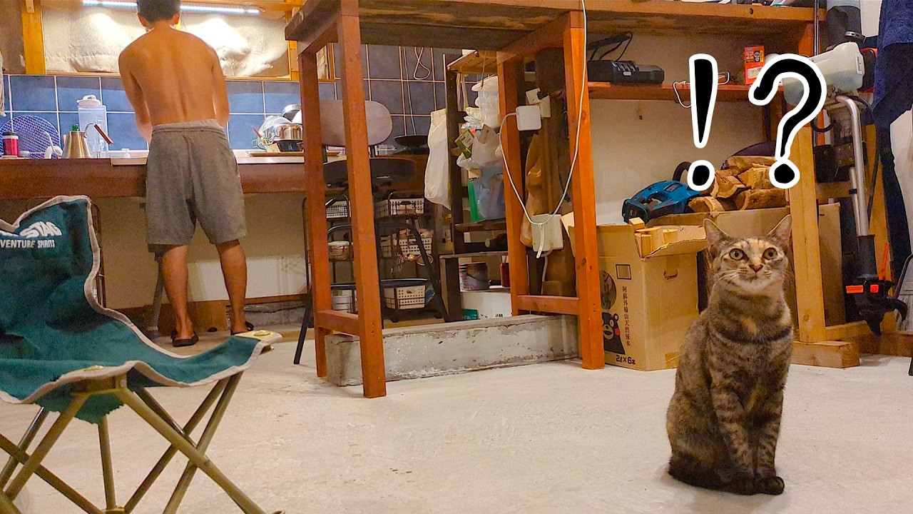 Невероятная интуиция бывшего бродячего кота удерживает нас от выхода на улицу