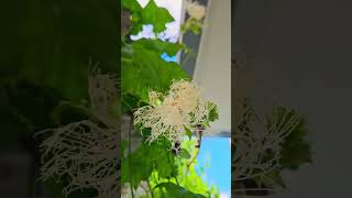 #꽃사랑 #강문경 #현당#정하나준것이#하늘타리꽃