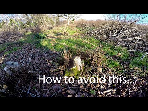 Deer Kill Hazel Coppice - The Real Story 2022 to 2024