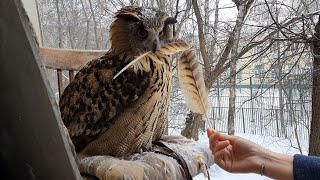 Снег дали! Сова в бешенстве от того, что ей не дают под ним сидеть