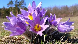 Beautiful Relaxing Piano Music🌸🍃The Beauty of Spring
