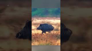 🐗 Охота на кабана #дикаяприрода #ночнаяохота