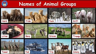 Animal Group Name | Collective noun for animals | Animal groups | Group of Animals | ANIMAL GROUPS
