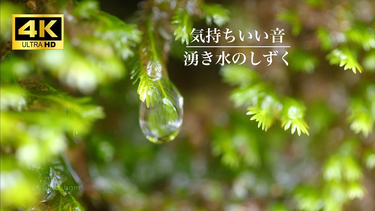 ずっと聴いていたい…【4K高画質・自然音ASMR】苔の葉先から滴る水音 relaxing water sounds 睡眠用・作業用