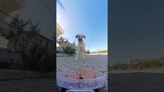 Timid dog #fouryou #funny #fouryou #babyanimal #funnyanimal #pets #happy #dog #fyp #funnyanimal