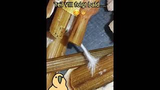 Psilocybe Azurescens  ☆Von MalzAgar direkt auf Holz☆  Teil VII.