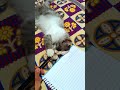 Luna won&#39;t let me study 🤣 #shorts #shortsfeed #youtubeshorts #cat