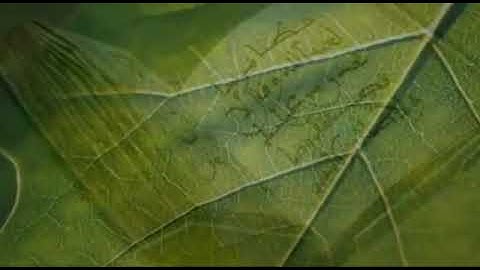 أَفَتَطْمَعُونَ أَن يُؤْمِنُوا لَكُمْ\\nتلاوة الشيخ علي جابر رحمه الله