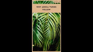 Areca turning Yellow?