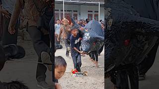 bantengan cilik banteng ireng #spain #shorts