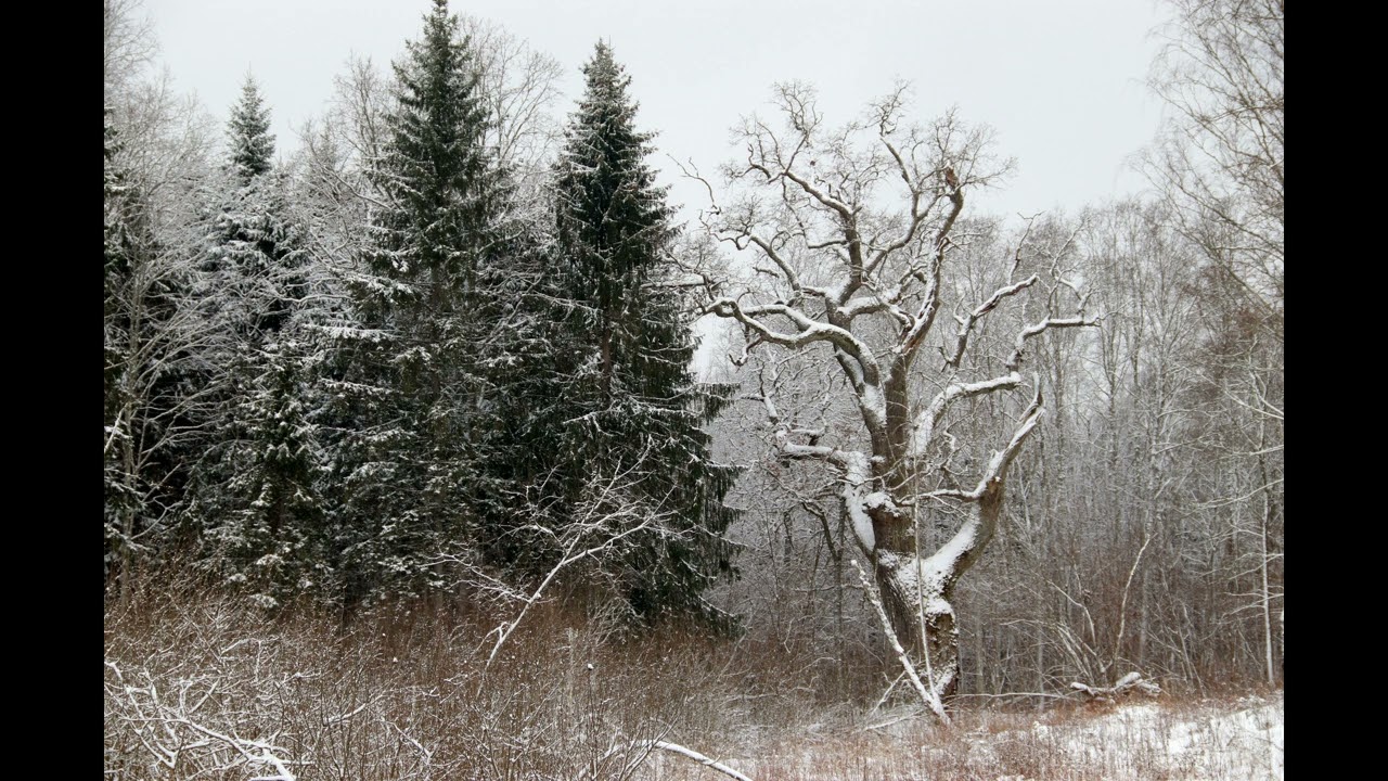 Ąžuolo daina / Oak song. Įspūdinga žiema Lietuvoj 2026 m. sausio mėn.