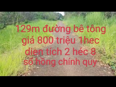 Video bán vườn mặt đường bê tông 2.8 ha giá 800/1ha sổ chính... - youtube