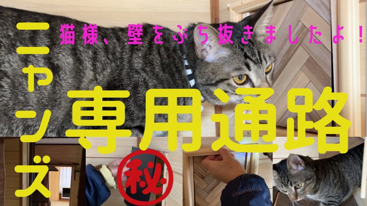 ニャンズ専用通路！壁に穴が‥