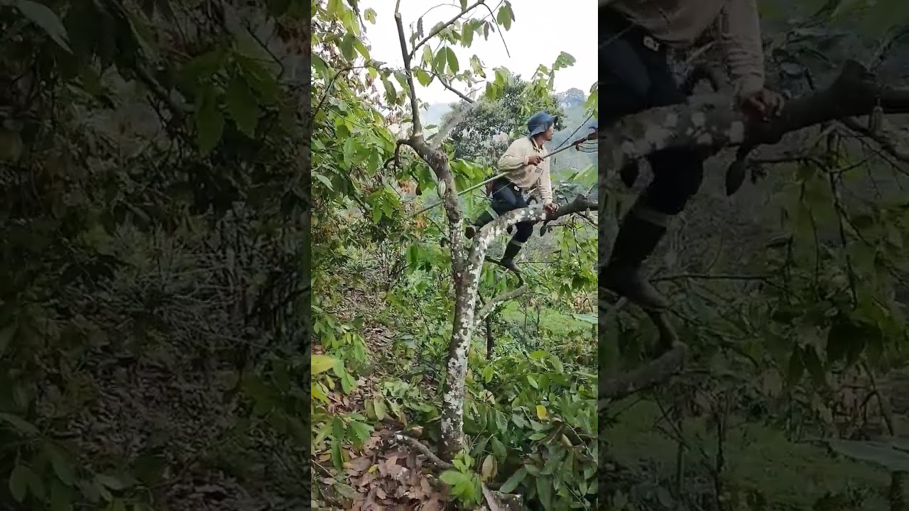 servicio de poda para todo tipo de cultivos* 