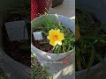 My 5 year old grocery store clearance lily has bloomed #flowers #flower #garden #gardening #bloom