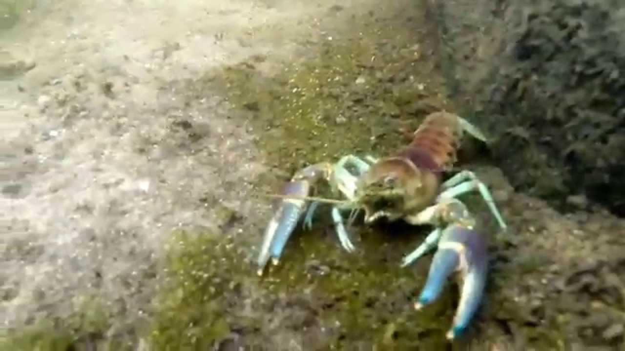 live crawfish in water