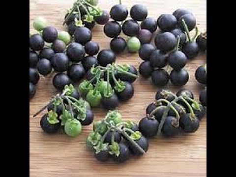 Video: Carolina Moonseed Vine: Cara Menanam Carolina Moonseed Di Taman