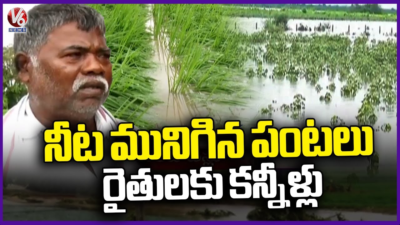 Heavy Rains Cause Massive Crop Damage, Huge Losses to Farmers in Medak ...