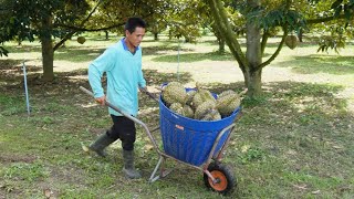 Download Lagu Amazing skills! Durian Harvest in Thailand |Testing the King of Fruits MP3