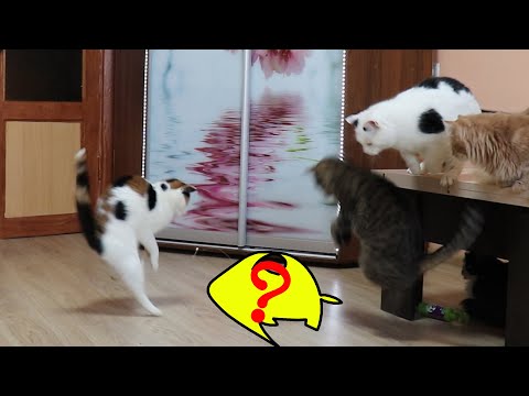 Чего так испугались кошки #funnycats