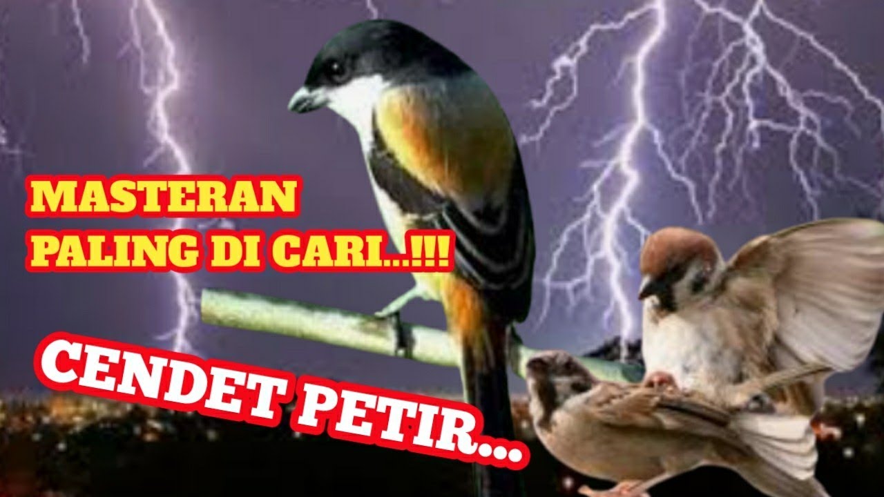 MASTERAN PALING DI CARI...!!!                            CENDET PETIR...⚡⚡⚡⚡⚡