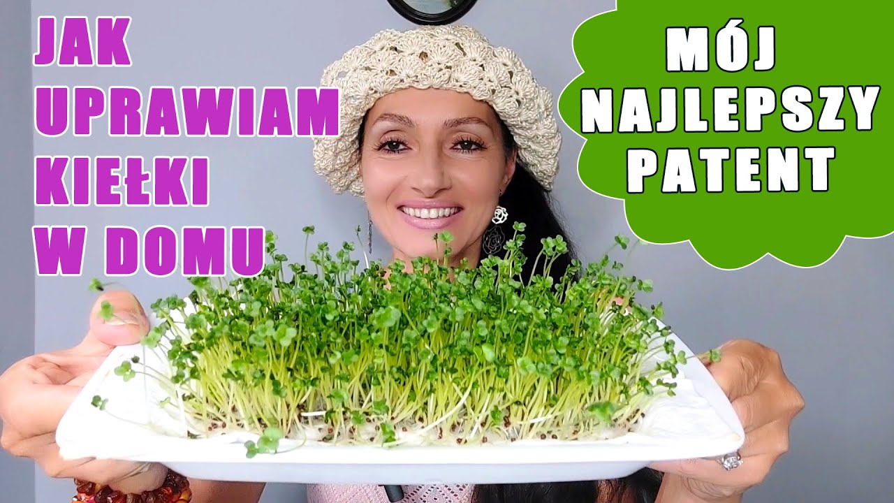 Teraz tylko tak uprawiam kiełki brokuła! Ten patent nigdy mnie nie zawiódł!