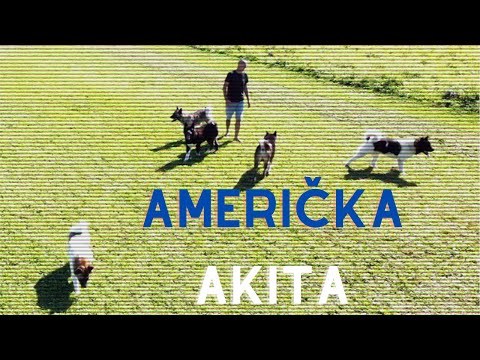 Video: Američki Pugabull