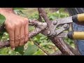 La poda para inducir la produccion en el cultivo de la guayaba