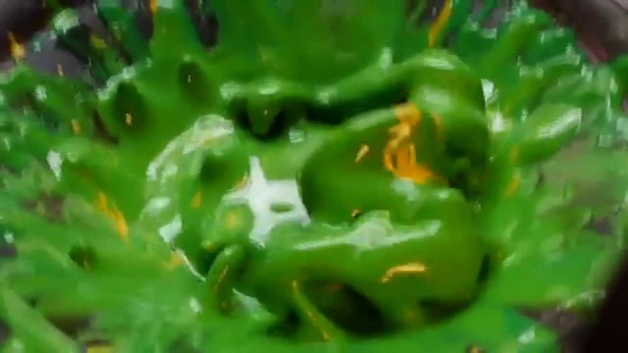Non Newtonian Fluid in Motion II