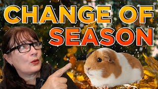 Guinea pig how seasons affect diet cages and health issues by Cavy Central Guinea Pig Rescue with Lyn 577 views 1 year ago 9 minutes, 56 seconds