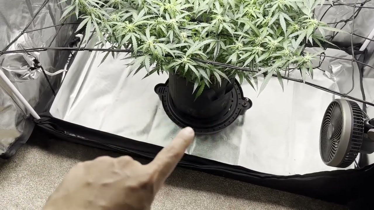 [Autoflower] Series 2 - Pt. 5 (Flower Updates and SCROG)