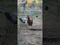 Aug 23, 2024 - (Cock-a-Doodle)-Doo part of Teddy's crow