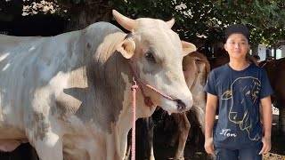 SAPI PO CROSSING JUMBO WARNA UNIK IDAMAN MAS HERMAWAN TURUN PASAR🔥