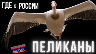 Intermediate Russian Listening: Где в России пеликаны
