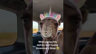camels are funny #funny #havingfun #jokes #payday