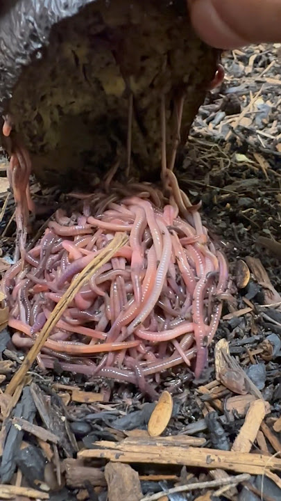 Passive way to gather your composting worms #wormfarm #wormbin #vermicompost #composting #compost