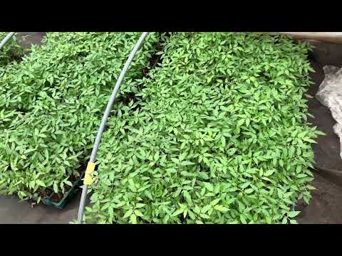 夏野菜 接木トマトと接木なすの成育状況 2019 0304