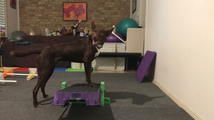 Teaching your dog to LOVE the Cato Board - intro to platform