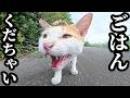 空腹で鳴き叫んで猫パンチする猫にご飯をあげると・・・ さくらねこたちへのエサやり【視聴だけでも猫たちを助けることになります】支援者様 視聴者様 猫たちに神のご加護を！