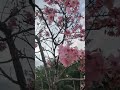 Beauty#shortvideo#sakuraflower#springiscoming