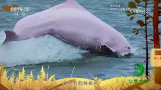 秘境之眼》 中华白海豚20230814| CCTV - YouTube