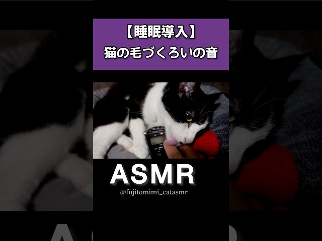 【癒しASMR】飼い主にグルーミングする猫の愛情表現がすごい