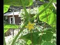 CUCUMBER - GROWING, PESTS & RECIPE STEP BY STEP [HOW TO DO IT]  (OAG)