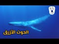 الحوت الأزرق اكبر حيوان علي الكوكب 