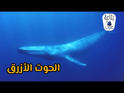 الحوت الأزرق اكبر حيوان علي الكوكب